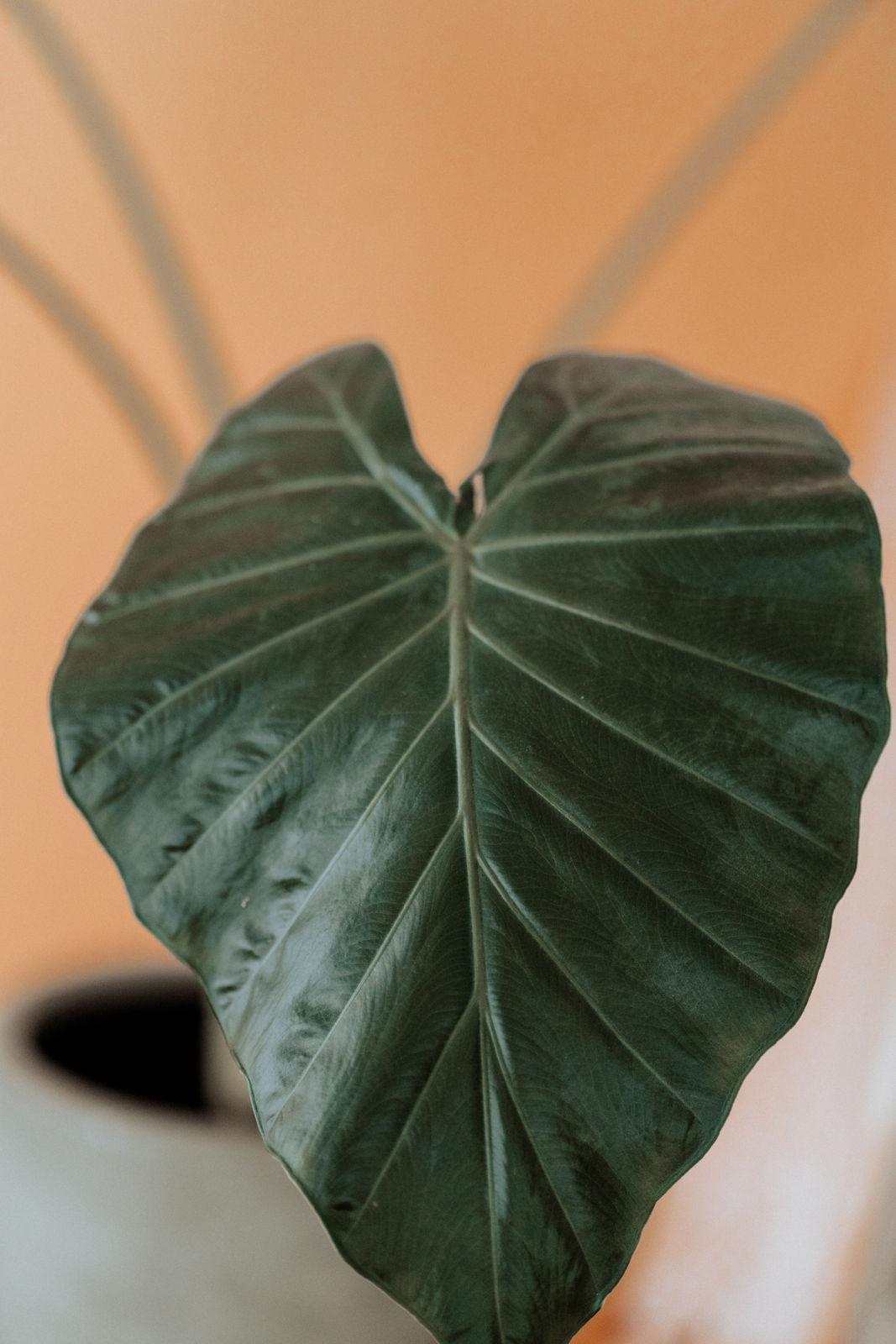 5 - EliSó Studio (15 von 41)